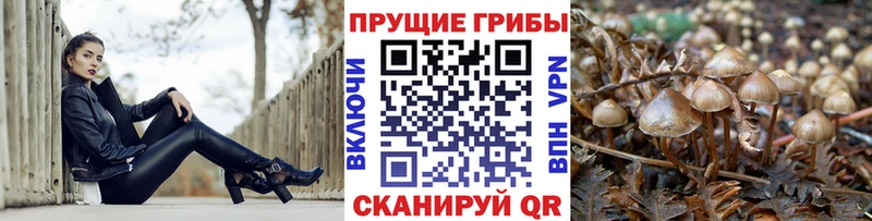 закладки  Малмыж  Галлюциногенные грибы MAGIC MUSHROOMS 